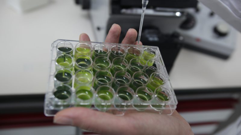 FERMENTALG microalgues chimie verte